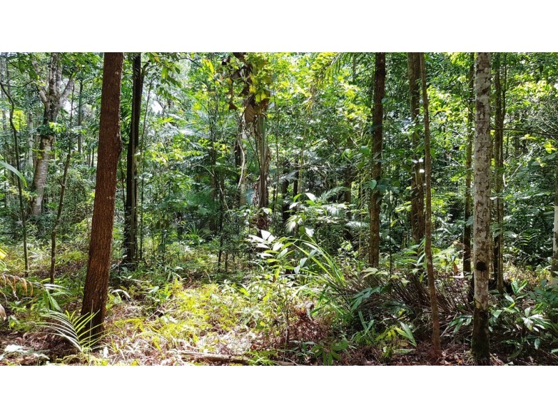 Lot 19 Thornton Pk Drive Forest Creek, Daintree QLD 4873