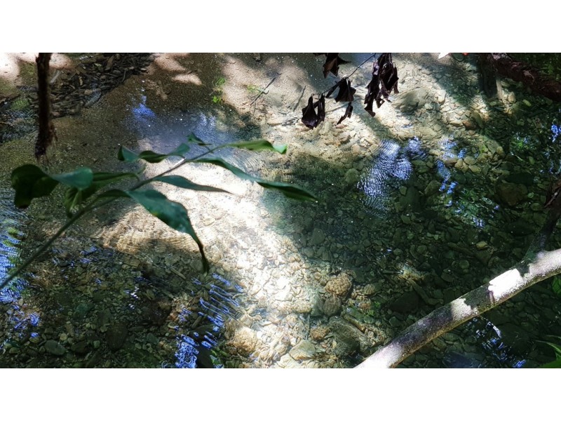 Lot 19 Thornton Pk Drive Forest Creek, Daintree QLD 4873