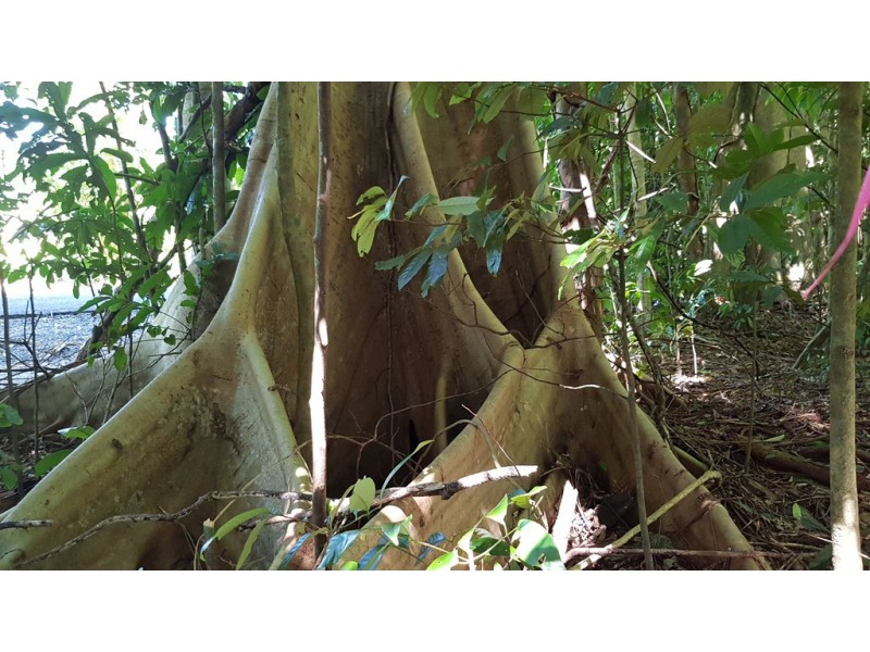 4 Buchanan Ck Rd, Daintree QLD 4873