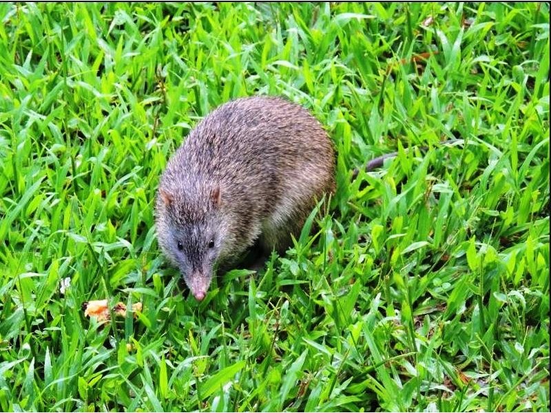 3 Forest Creek road, Daintree QLD 4873