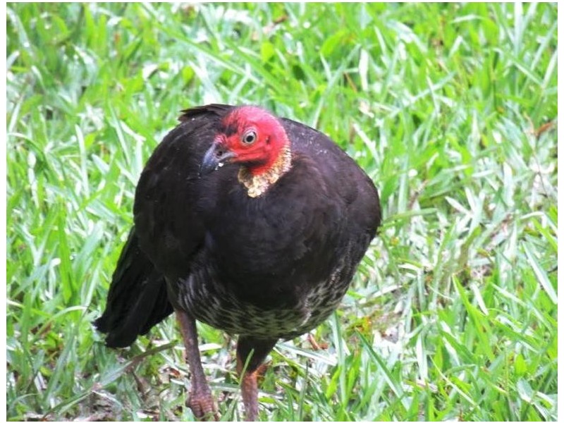 3 Forest Creek road, Daintree QLD 4873