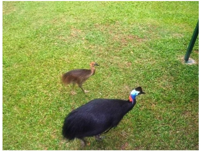 3 Forest Creek road, Daintree QLD 4873