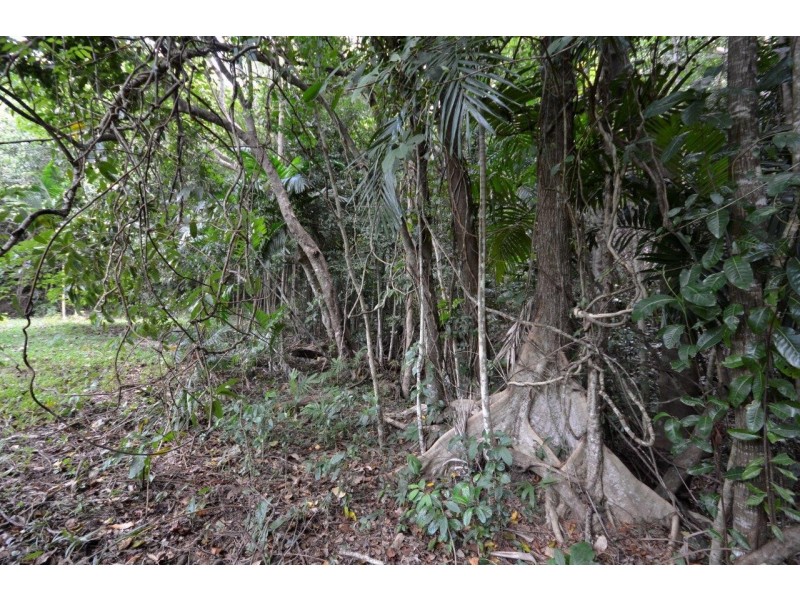 1585 MOSSMAN-DAINTREE ROAD, Wonga Beach QLD 4873