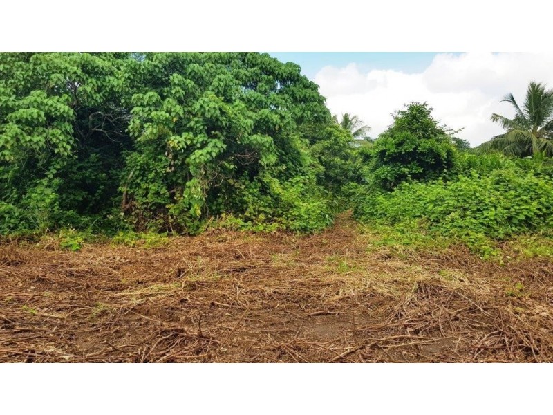 26 Buchanan Creek Road, Daintree QLD 4873