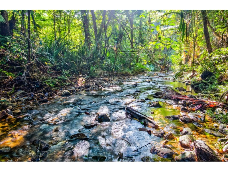 336 (1437) Cape Trib Road, DAINTREE MOTEL, Daintree QLD 4873