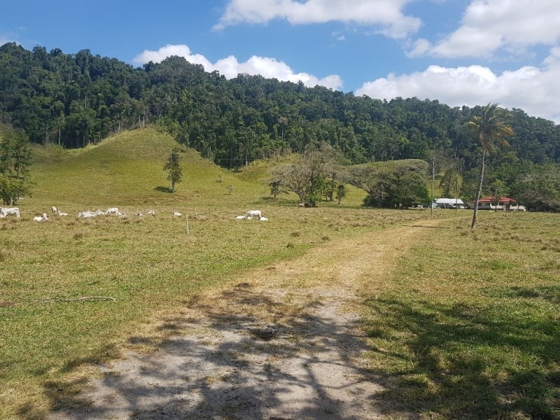 3391 MOSSMAN DAINTREE ROAD, Daintree QLD 4873