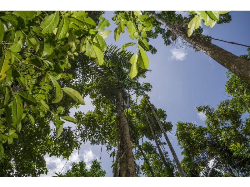 157 Cape Tribulation Road DIWAN, Daintree QLD 4873