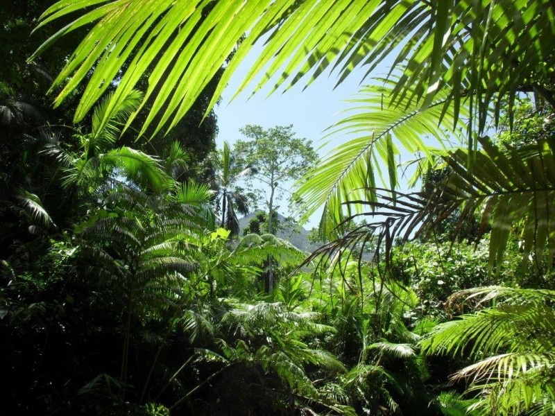 157 Cape Tribulation Road DIWAN, Daintree QLD 4873