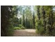68 Forest Creek Road, Daintree QLD 4873