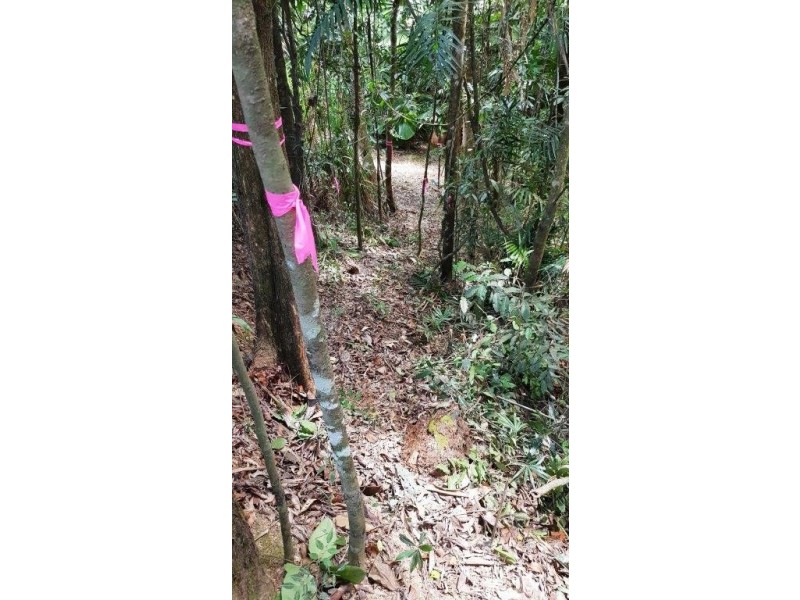 Lot 1 Thornton Peak Drive, Daintree QLD 4873