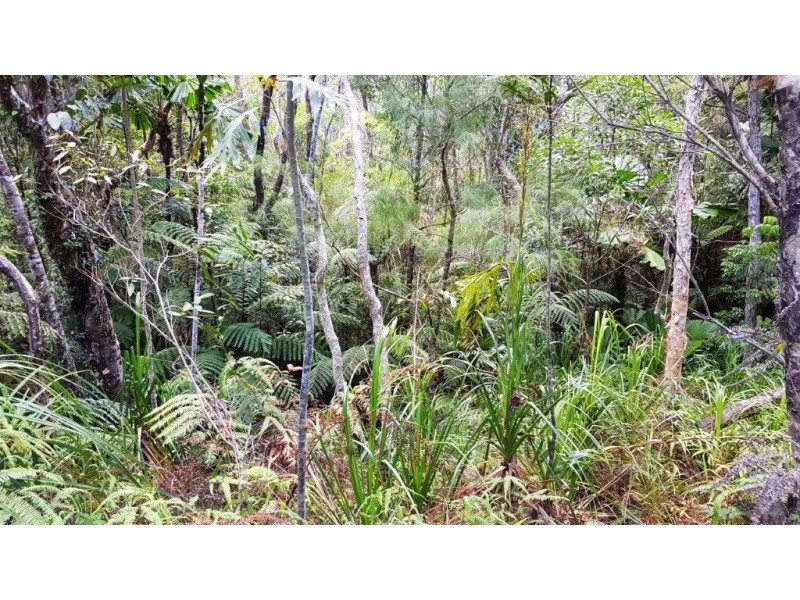 Lot 1 Thornton Peak Drive, Daintree QLD 4873