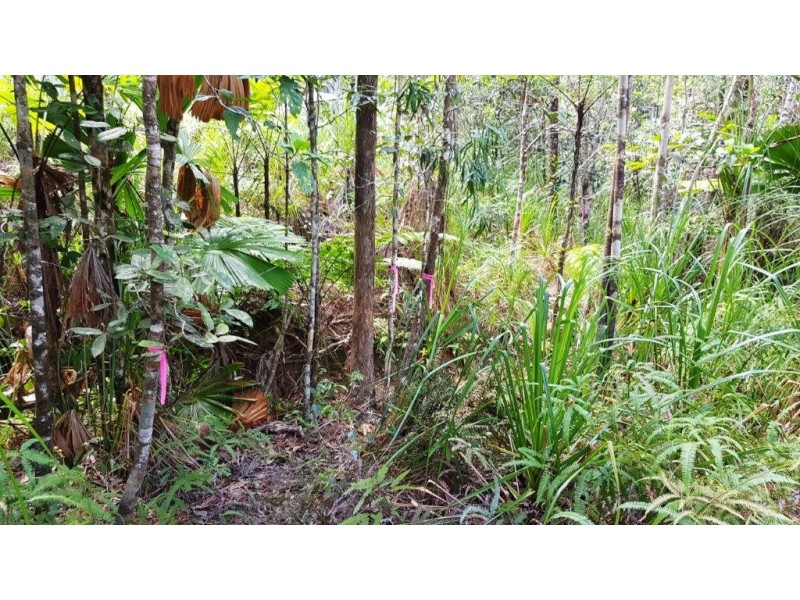 Lot 1 Thornton Peak Drive, Daintree QLD 4873