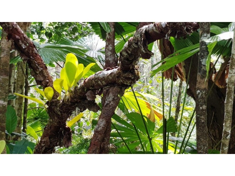 Lot 1 Thornton Peak Drive, Daintree QLD 4873