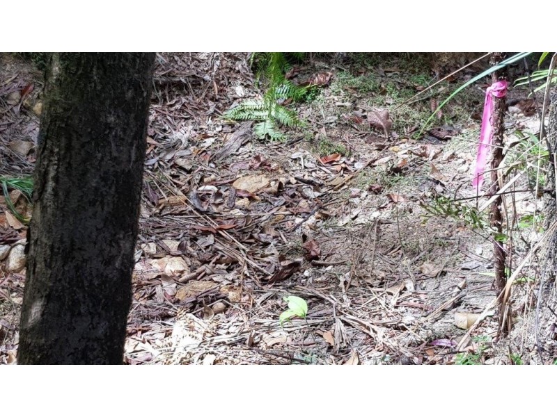 Lot 1 Thornton Peak Drive, Daintree QLD 4873