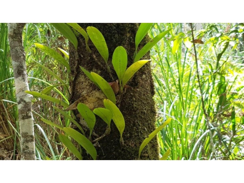 Lot 1 Thornton Peak Drive, Daintree QLD 4873