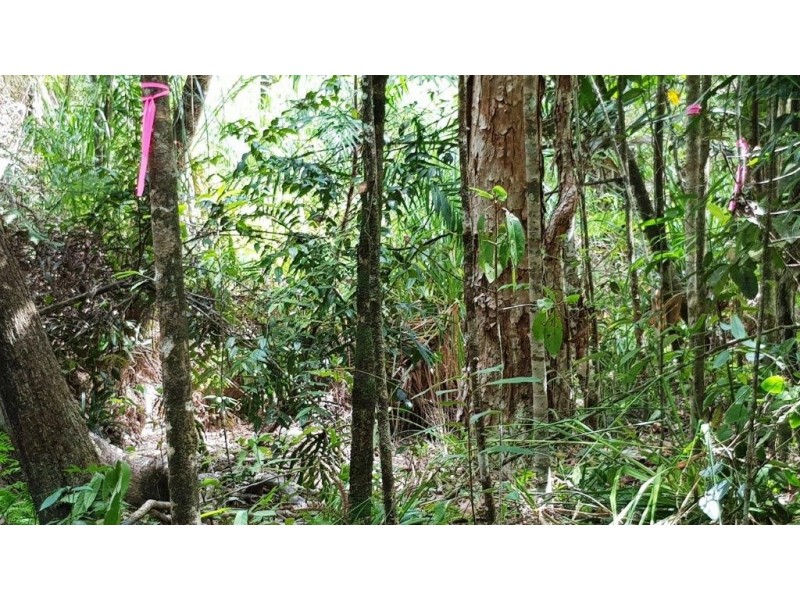 Lot 1 Thornton Peak Drive, Daintree QLD 4873
