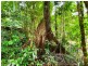 154R Spurwood Road, Cow Bay, Daintree QLD 4873