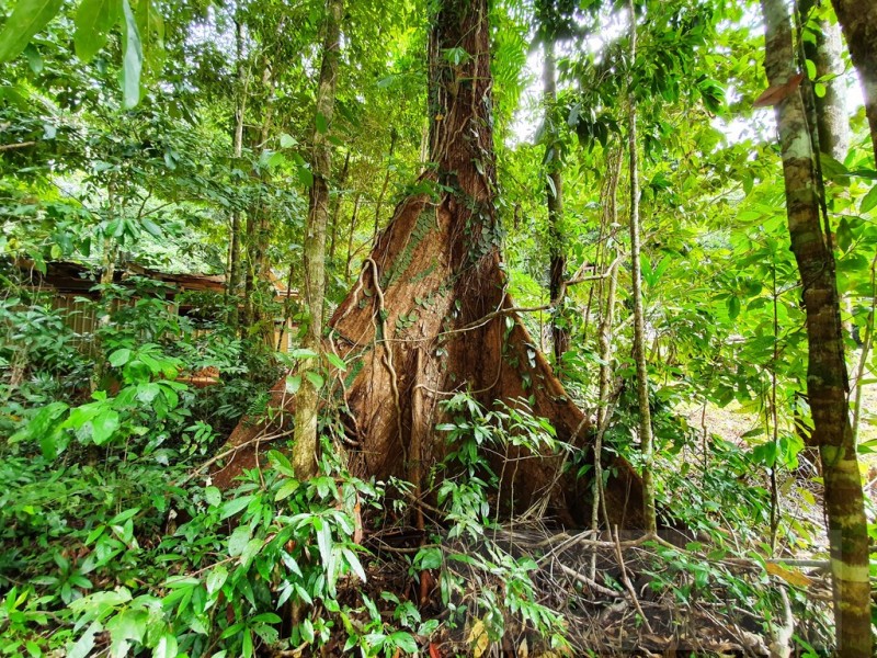 154R Spurwood Road, Cow Bay, Daintree QLD 4873