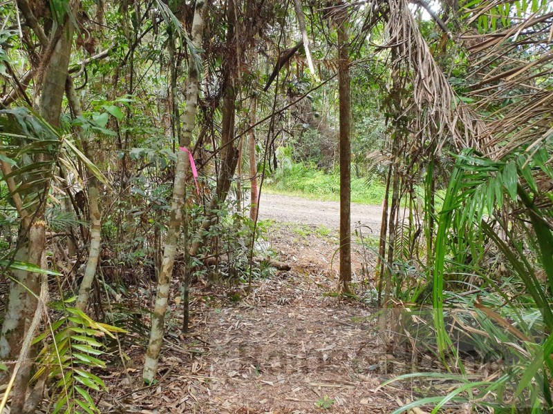 27 Cape Trib Road, Kimberley, Daintree QLD 4873