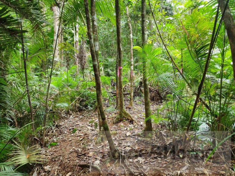 27 Cape Trib Road, Kimberley, Daintree QLD 4873