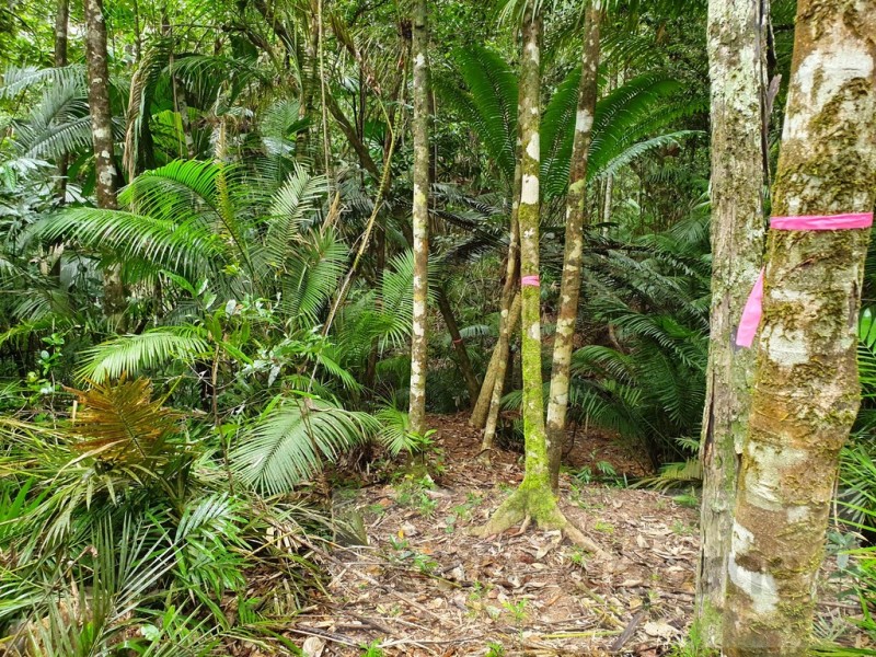 27 Cape Trib Road, Kimberley, Daintree QLD 4873