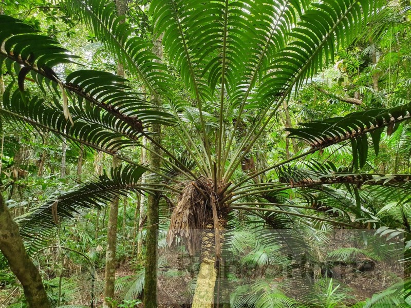 27 Cape Trib Road, Kimberley, Daintree QLD 4873