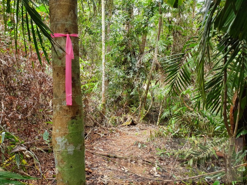 27 Cape Trib Road, Kimberley, Daintree QLD 4873