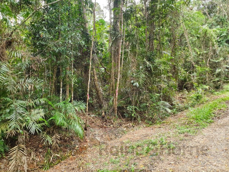 27 Cape Trib Road, Kimberley, Daintree QLD 4873