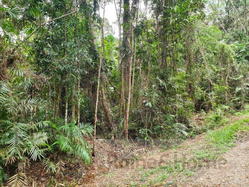 27 Cape Trib Road, Kimberley, Daintree QLD 4873