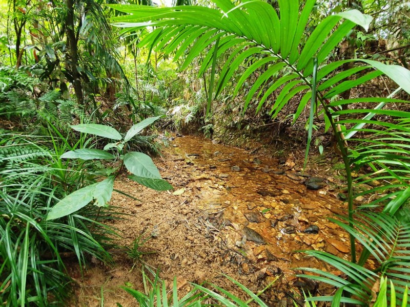 18 Thornton Peak Drive, Daintree QLD 4873