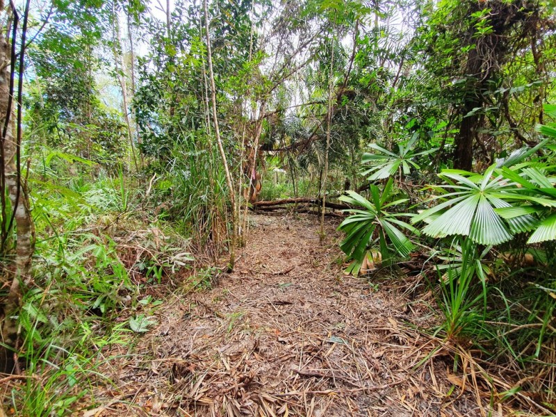 18 Thornton Peak Drive, Daintree QLD 4873