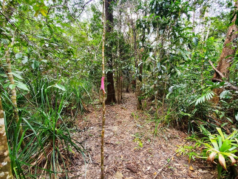 18 Thornton Peak Drive, Daintree QLD 4873