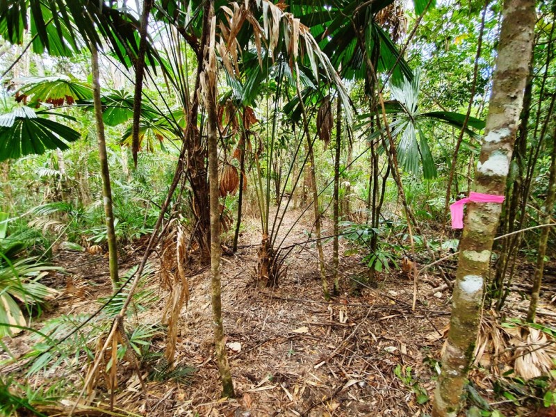 18 Thornton Peak Drive, Daintree QLD 4873