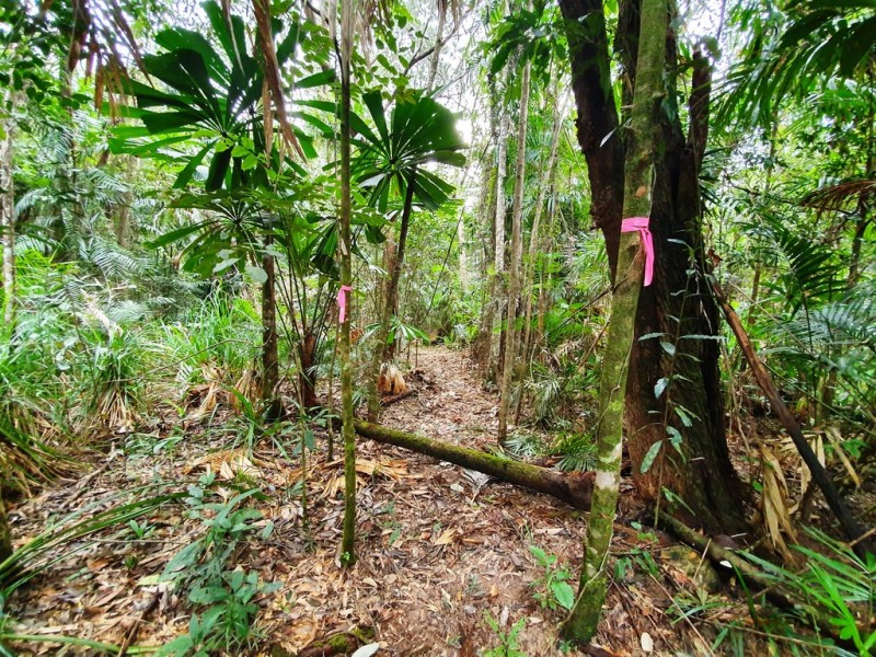 18 Thornton Peak Drive, Daintree QLD 4873