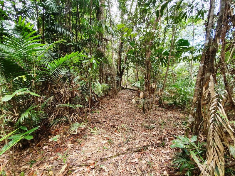18 Thornton Peak Drive, Daintree QLD 4873