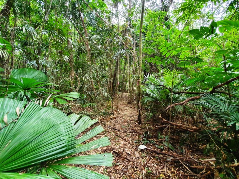 18 Thornton Peak Drive, Daintree QLD 4873
