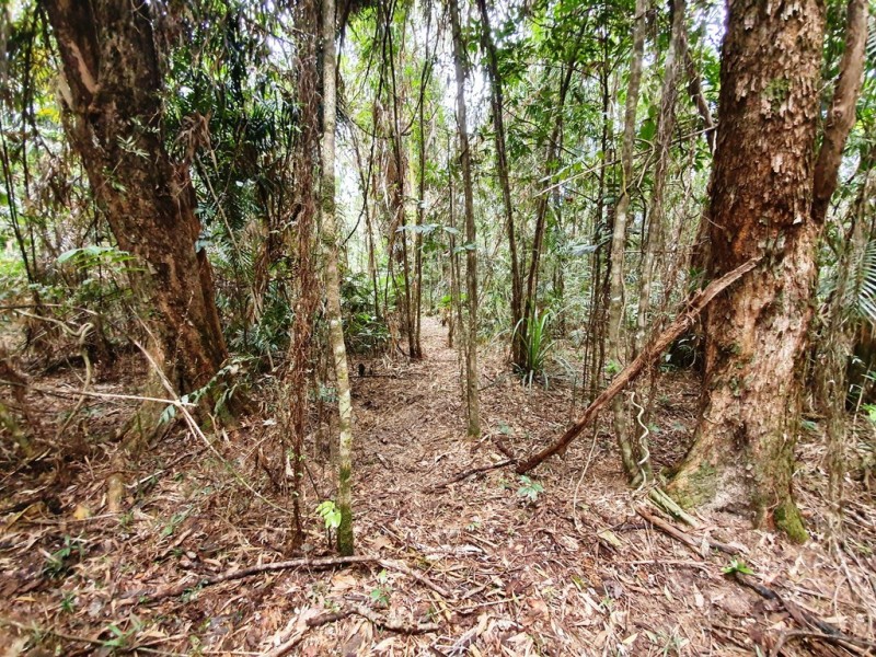 18 Thornton Peak Drive, Daintree QLD 4873