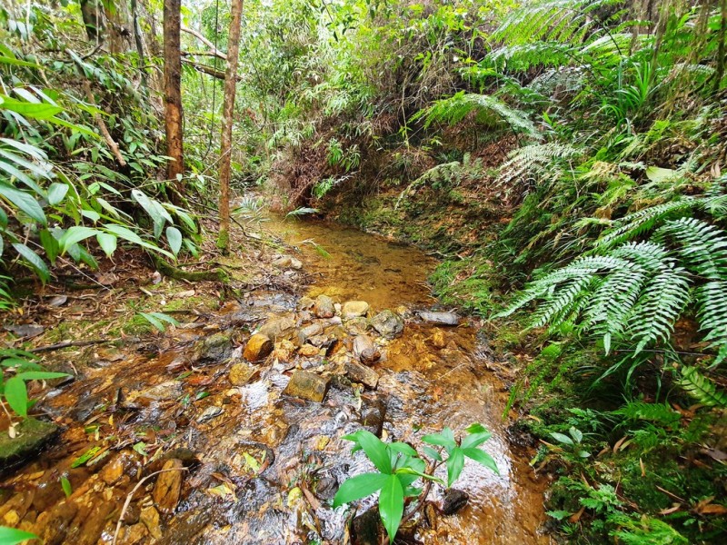 18 Thornton Peak Drive, Daintree QLD 4873