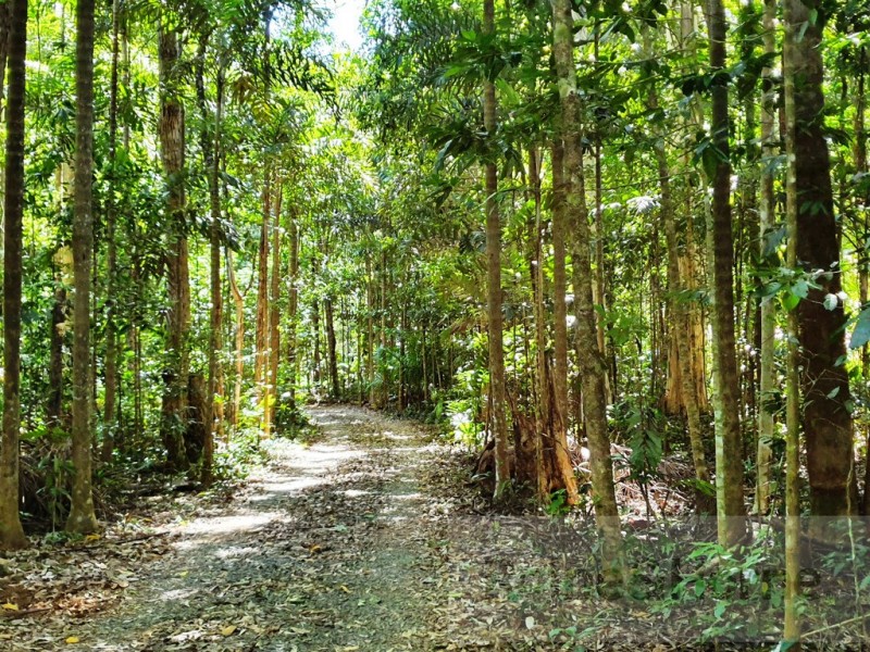 51 Wattle Close, Cow Bay, Daintree QLD 4873