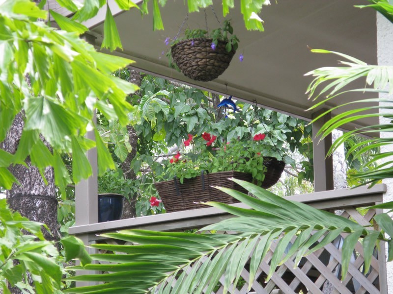 5 Tamarind, Port Douglas QLD 4877