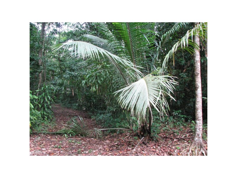 83 Rosewood Road, Cow Bay QLD 4873