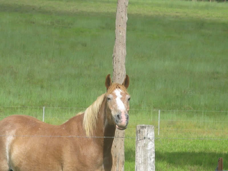 714 Euluma Creek Rd, Julatten QLD 4871