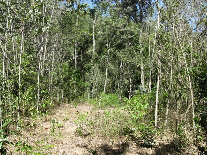 Lot 2 Spring Creek Rd, Mowbray QLD 4877