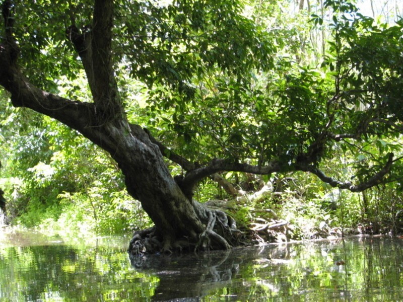 27 Lot 320 Riflebird Crescent, Mossman QLD 4873