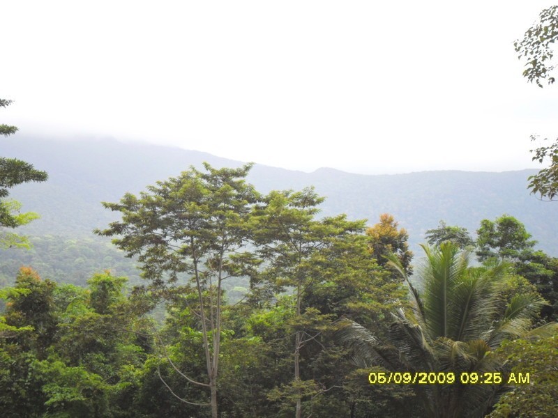 Lot 241 Carbeen Road. DIWAN, Daintree QLD 4873