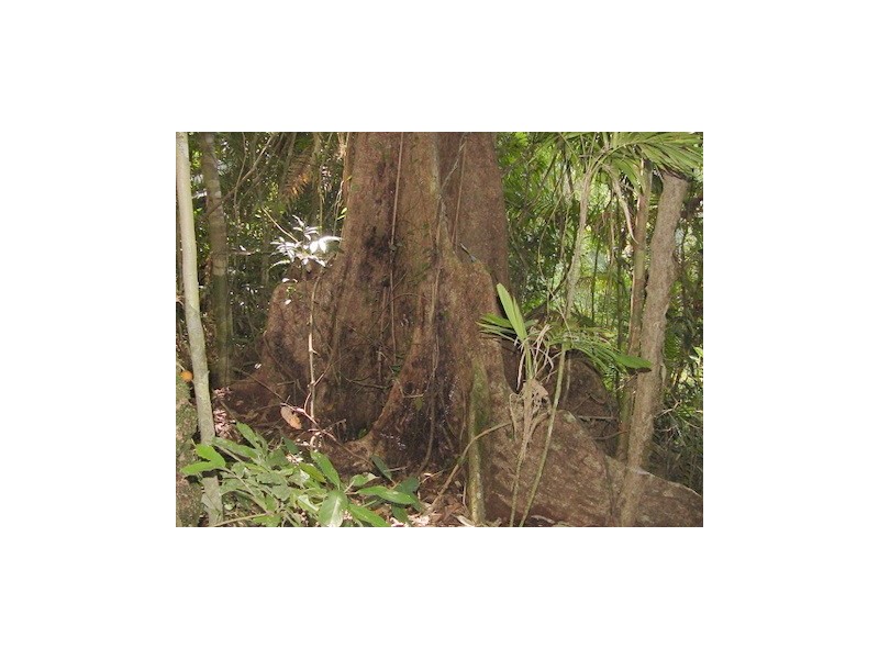 Lot 241 Carbeen Road. DIWAN, Daintree QLD 4873