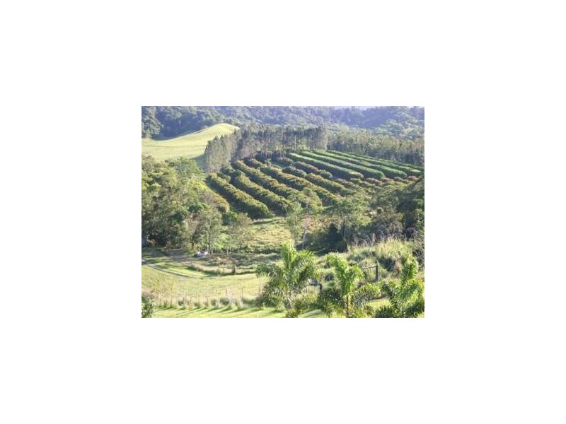 114 Clacherty, Julatten QLD 4871