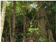 Lot 17 Cape Tribulation road, Forest Creek QLD 4873