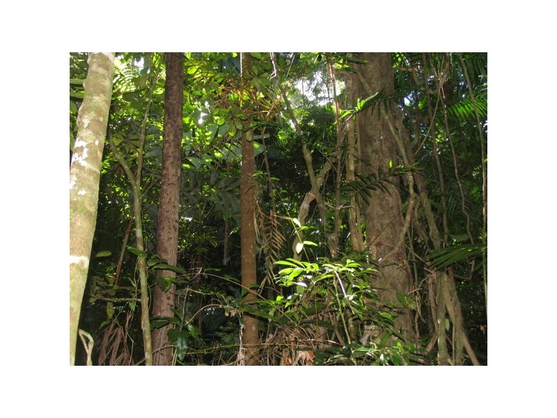 Lot 17 Cape Tribulation road, Forest Creek QLD 4873