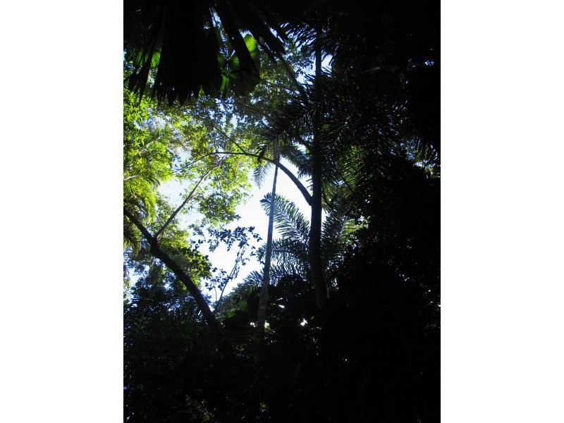 Lot 17 Cape Tribulation road, Forest Creek QLD 4873